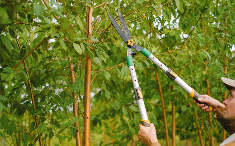 Tree trimming in Tatitlek, AK